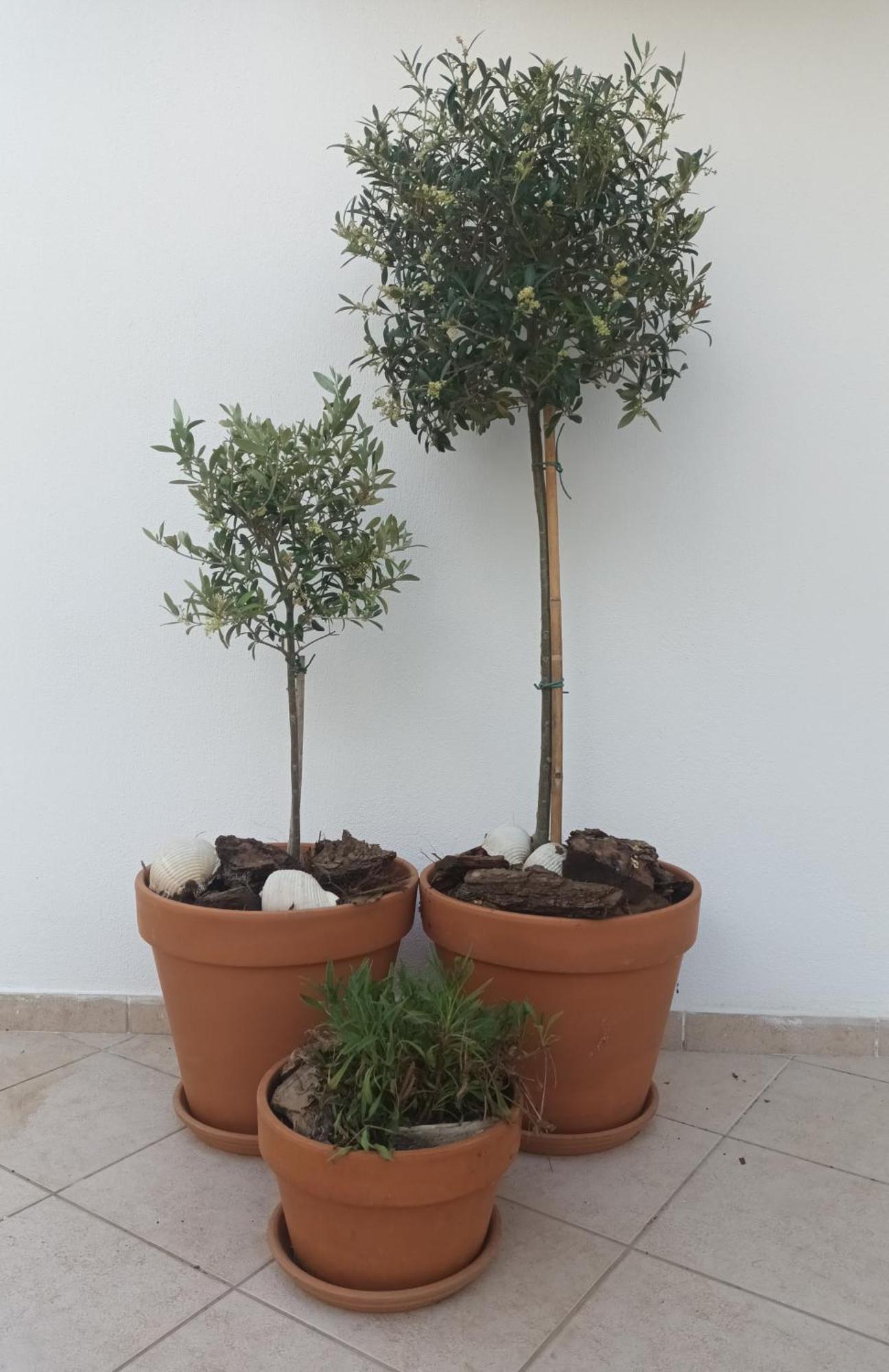 Olive Garden Villas And Apartments Chrysi Ammoudia Room photo